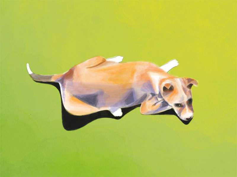 Bouncy Awesome dog illustration images to inspire you