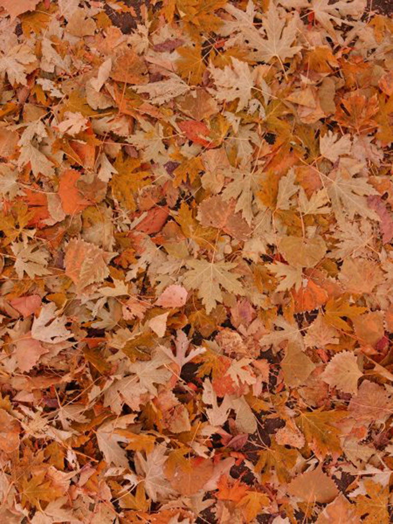 Fall-Leaves-on-the-Ground-The-characteristic-leaves Fall background images to use in your projects
