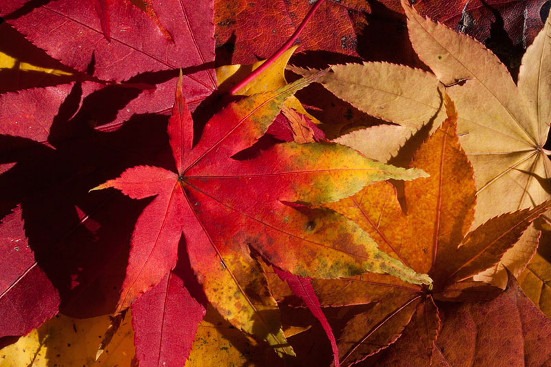 Red-and-yellow-leaves-Impressive-lighting Fall background images to use in your projects