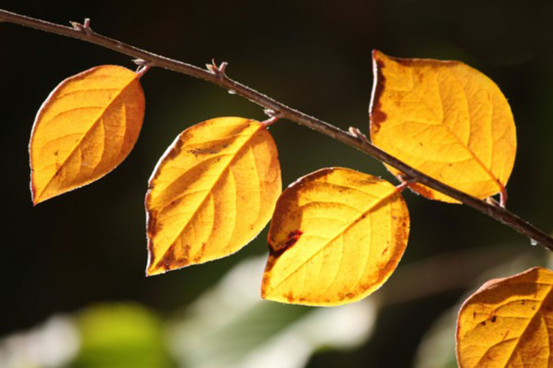 Golden-Orange-Fall-Leaves-in-Sunlight-Close-Up Fall background images to use in your projects