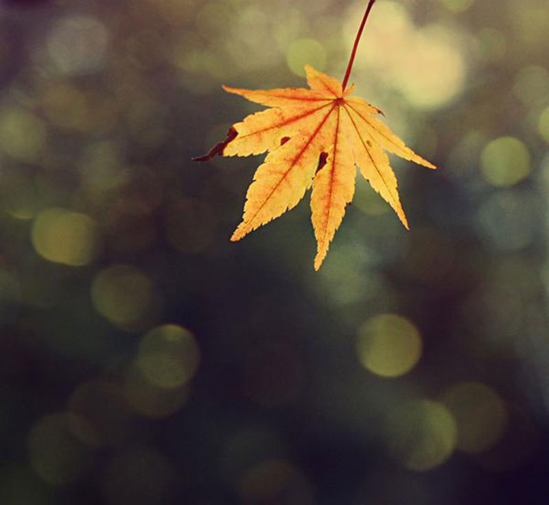 Amazing-Fall-Texture-For-Download Fall background images to use in your projects
