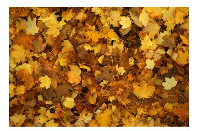 Free-Autumn-Leaves-Textures-Backgrounds-A-great-autumn-set Fall background images to use in your projects