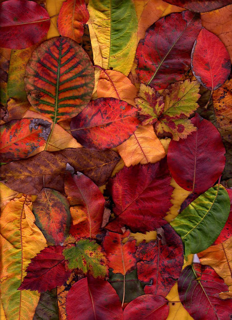 Free-Autumn-Texture-For-Download Fall background images to use in your projects