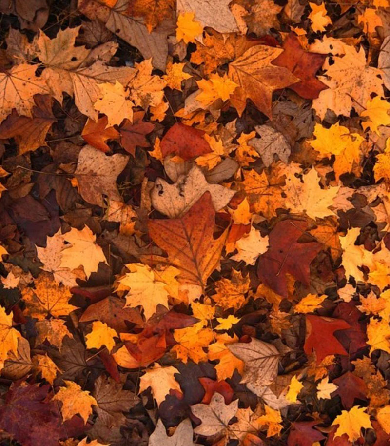 A-Fall-Texture-For-Free Fall background images to use in your projects