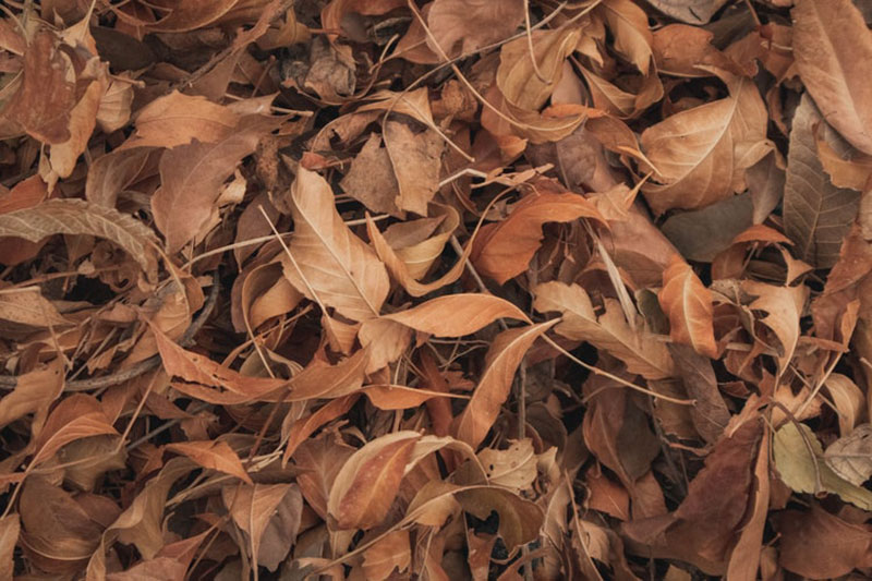 fall14 Fall background images to use in your projects