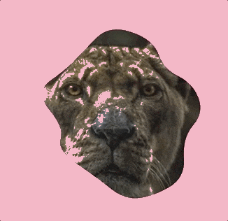 A blob morphs shape as it moves around an image of a cougar's face.