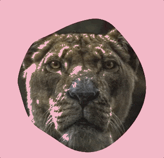 A blobby shape moves in a circular motion around an image of a cougar's face.