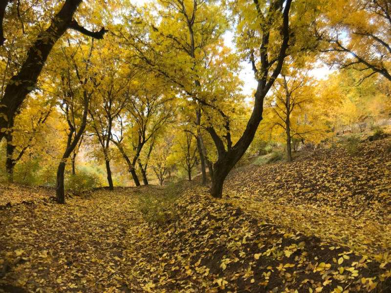 at17-800x600 Free autumn background images to use in designs this fall