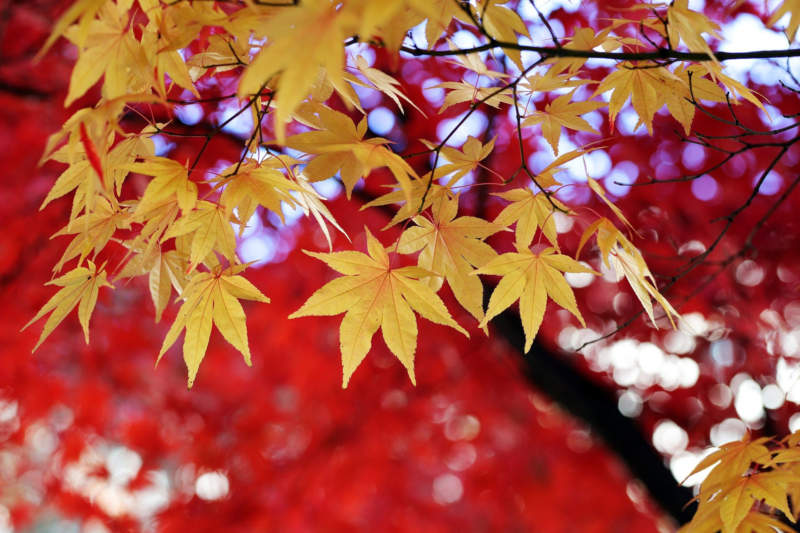 at22-800x533 Free autumn background images to use in designs this fall
