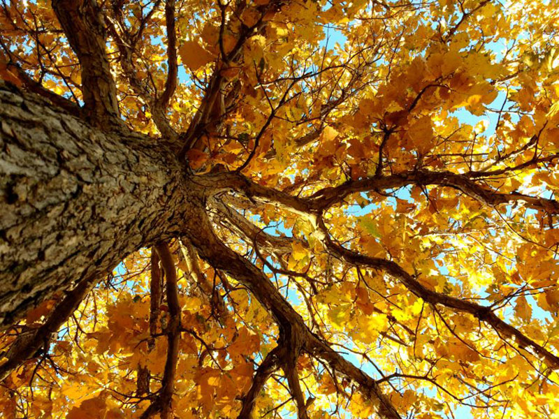 Autumn-Tree-From-Below-Rest-under-the-tree Free autumn background images to use in designs this fall