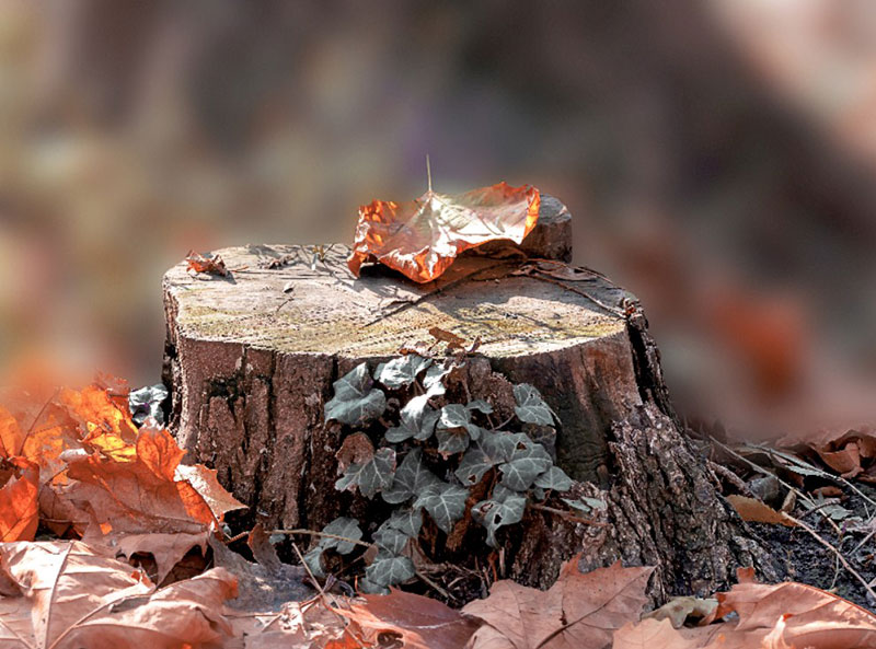 Tree-Stump-Woods-Background-The-perfect-amount-of-wood Free autumn background images to use in designs this fall