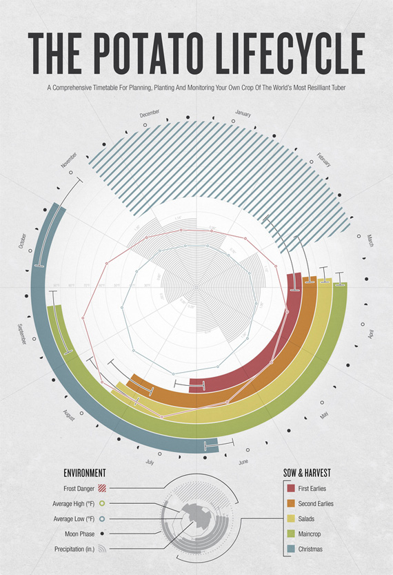 Potato-lifecycle-design-outstanding-infographics-tips-resources