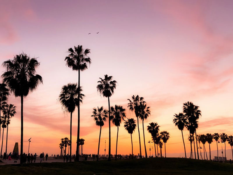 Venice-Beach-Los-Angeles-wallpaper-Tropical-silhouettes Cool Los Angeles wallpaper options to put on your desktop background