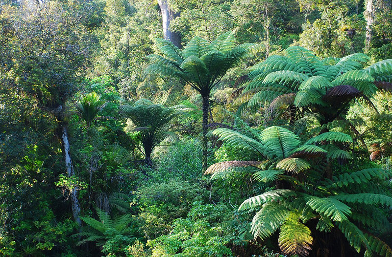 Waipoua-forest-vegetationwallpaper New Zealand wallpaper images for your desktop background