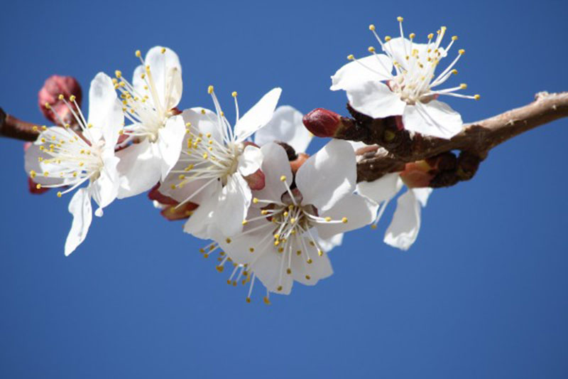 White-Spring-Fruit-Blossoms-–-Amazing-zoom A great deal of spring background images to download