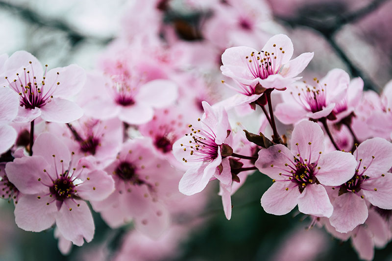 sp1 A great deal of spring background images to download