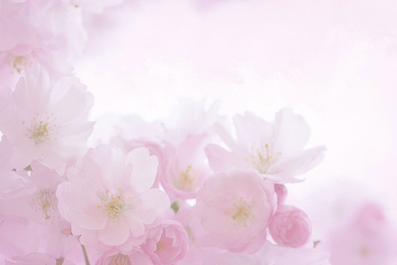 sp18 A great deal of spring background images to download