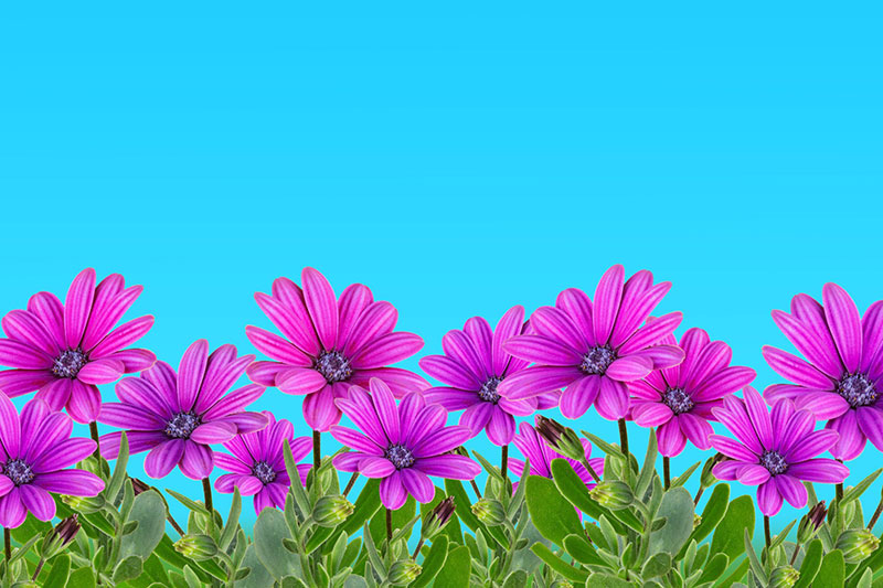 sp9 A great deal of spring background images to download