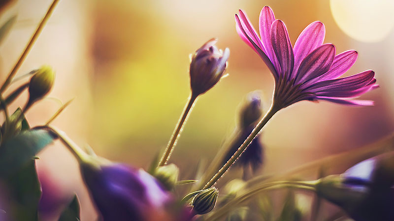sp10 A great deal of spring background images to download