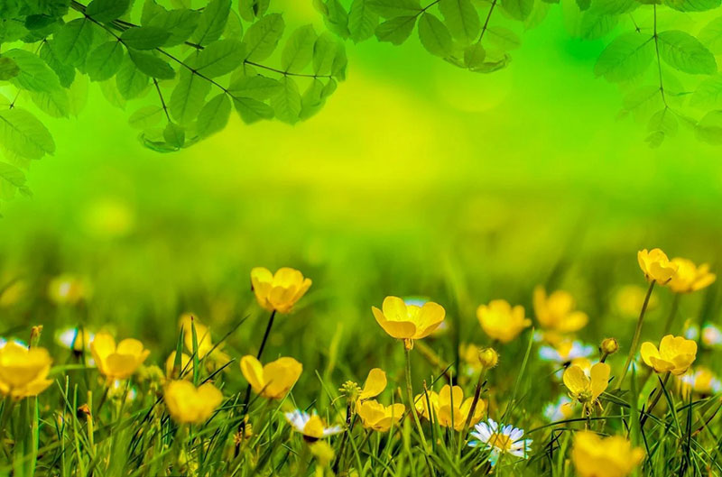 sp21 A great deal of spring background images to download