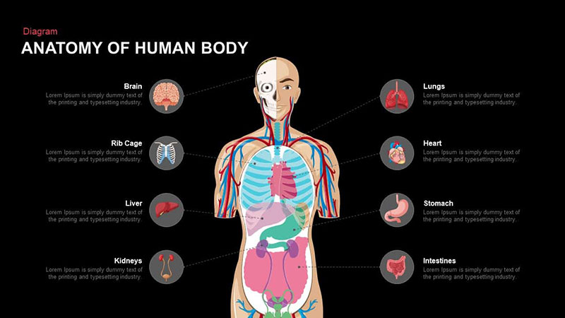 Anatomy-of-the-Human-Body-PowerPoint-Template-Teaching-about-the-body-has-never-been-so-easy Top notch medical PowerPoint templates collection