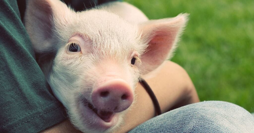 want-to-help-animals-heres-where-to-donate-your-money