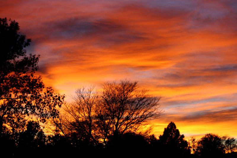 Orange-Sunset-with-Trees-The-beauty-of-nature Check out these free sunset background images