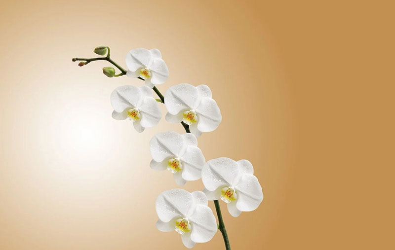 Flower-Orchid-Nature-Plant-Background Floral background images that you must not miss