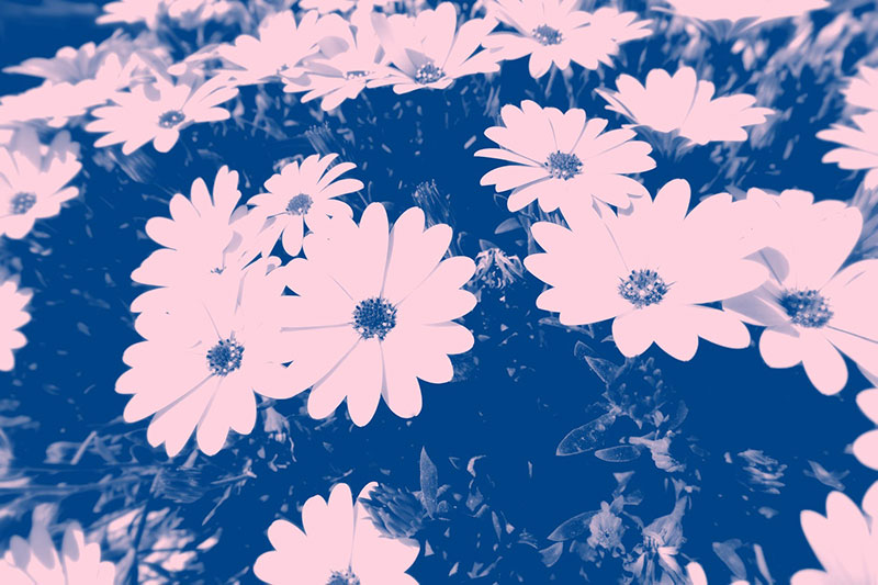 floral12 Floral background images that you must not miss