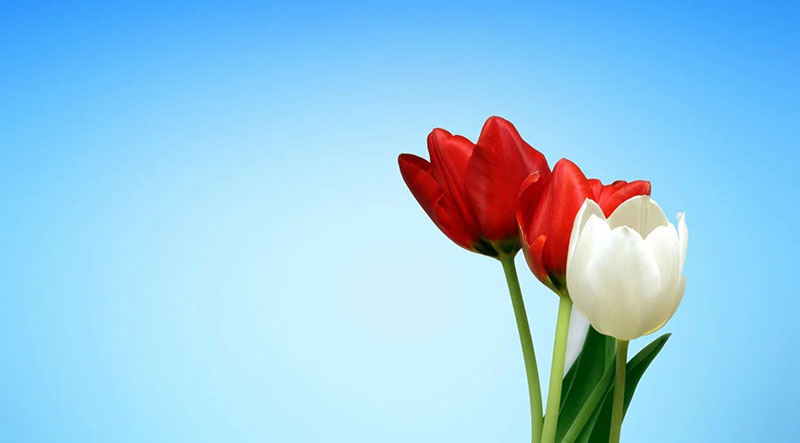 Tulips-Red-White-Spring-Flower-Background Floral background images that you must not miss