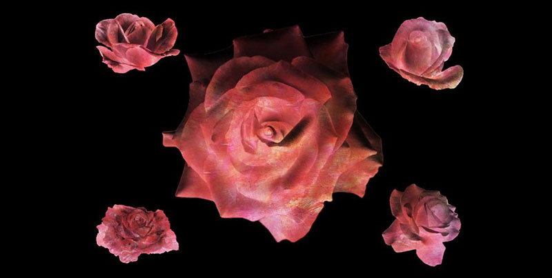 Rose-Flower-Brushes-The-flower-of-love Photoshop flower brushes you should download today