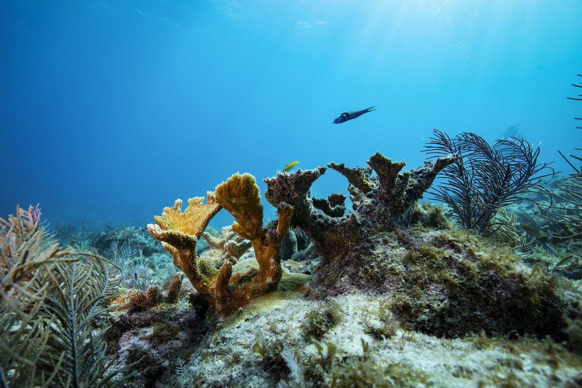 A fish swims past elkhorn coral.