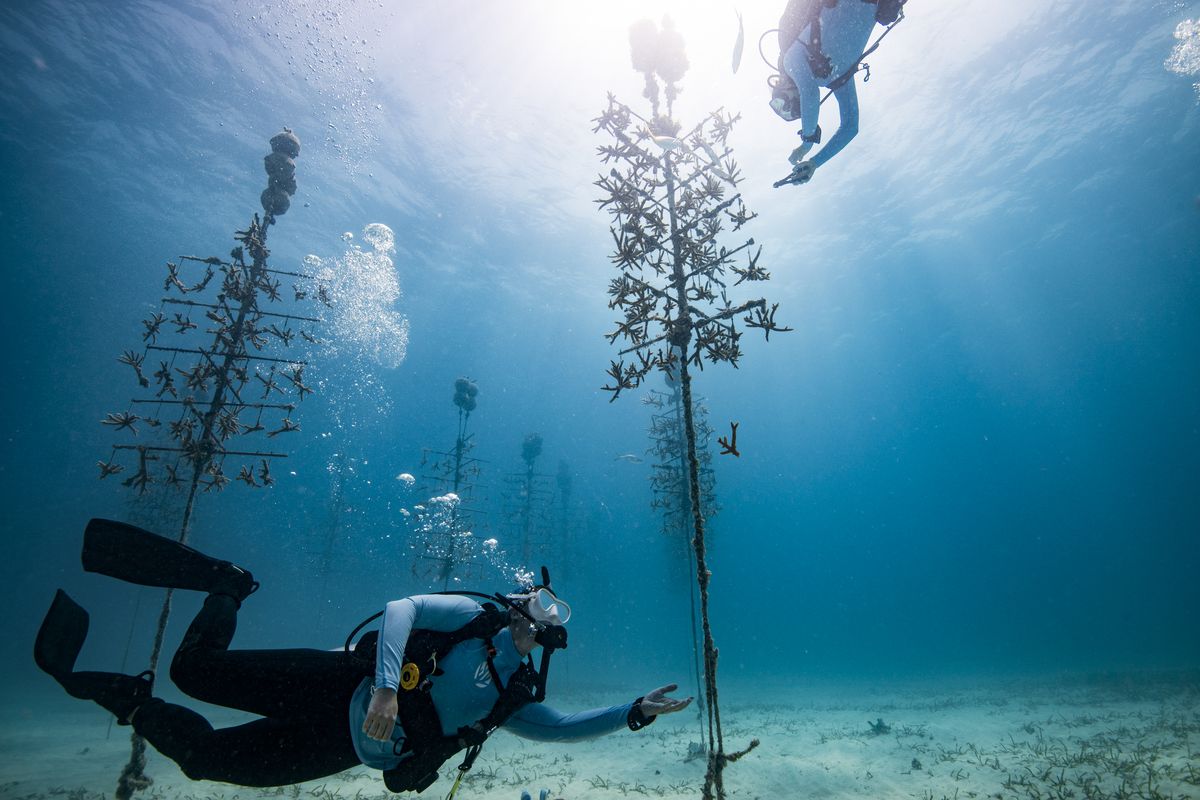 Divers around an anchored pole on which is growing baby coral.