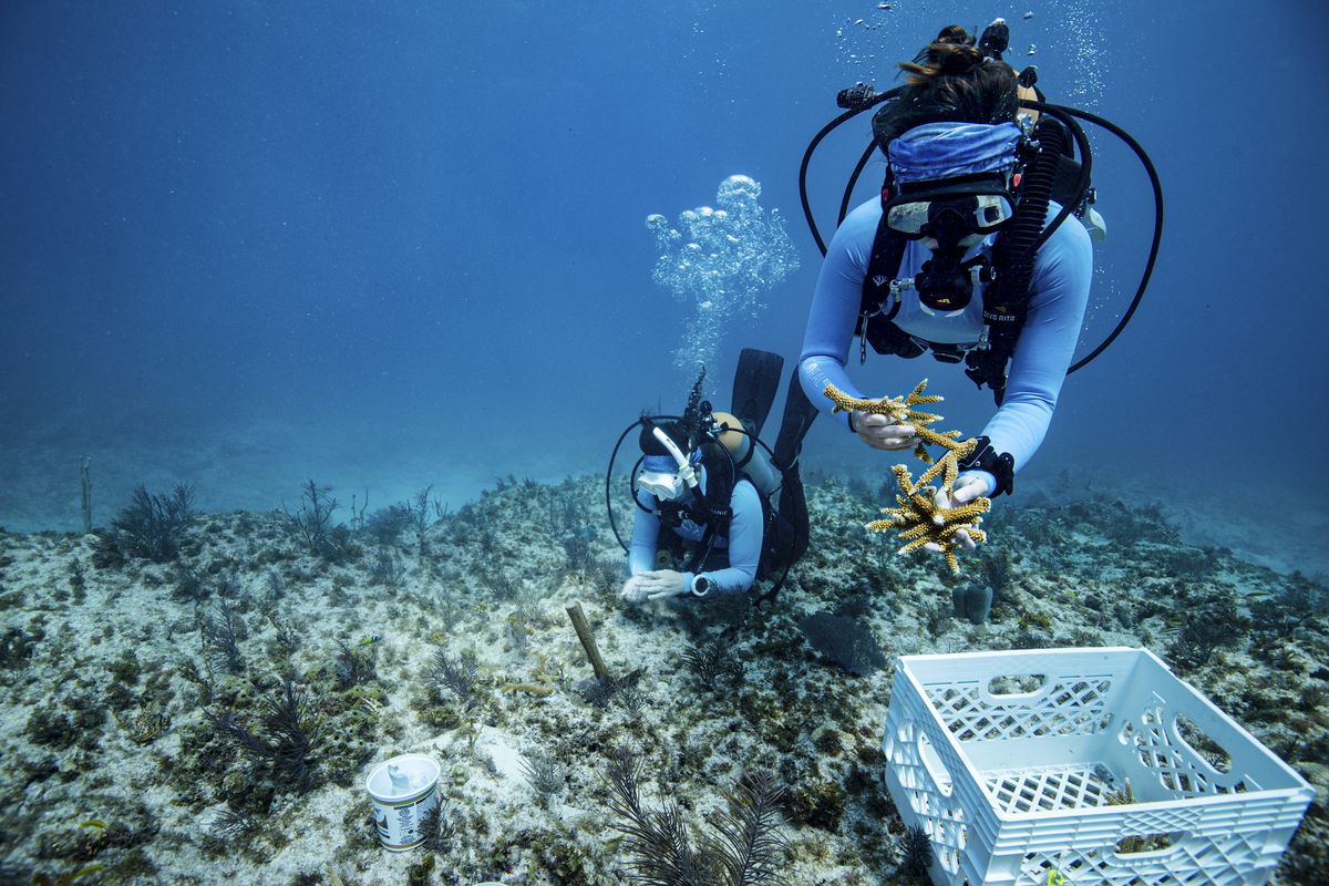 Two scuba divers underwater collecting pieces of staghorn coral and putting them in a plastic crate.