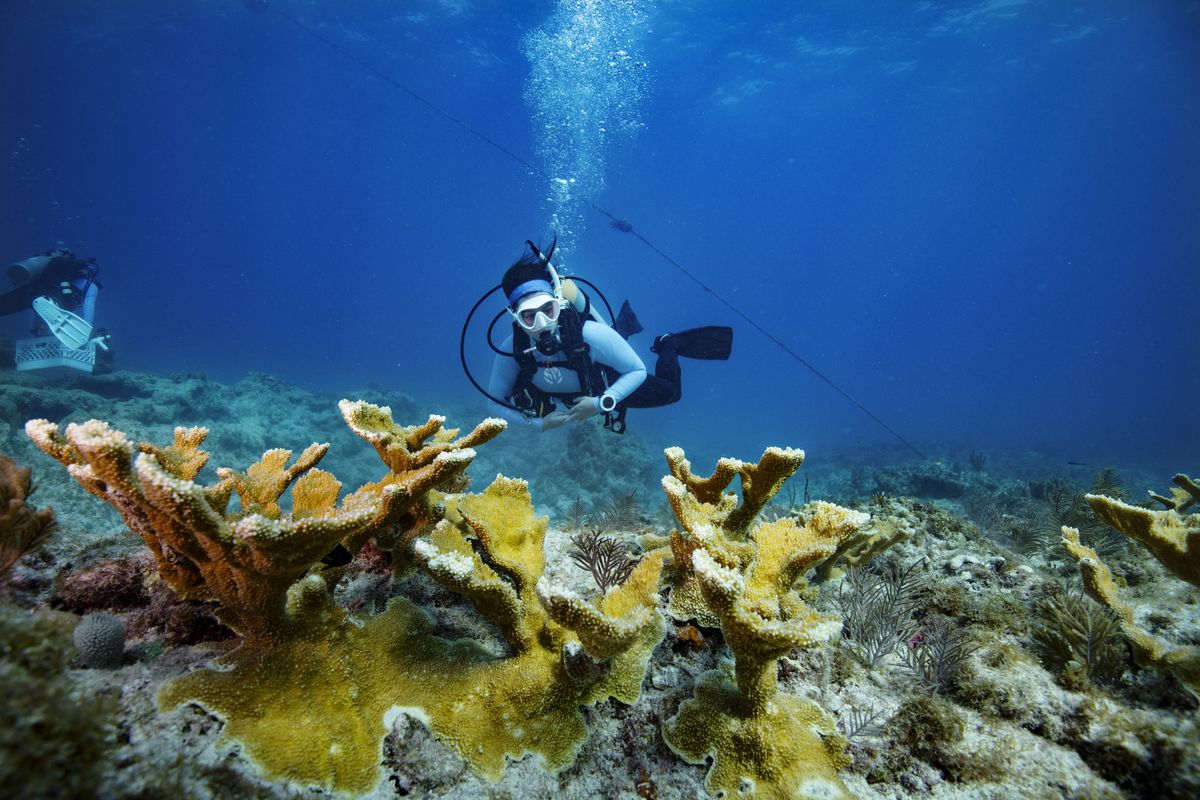 A scuba diver swimming toward elkhorn coral.