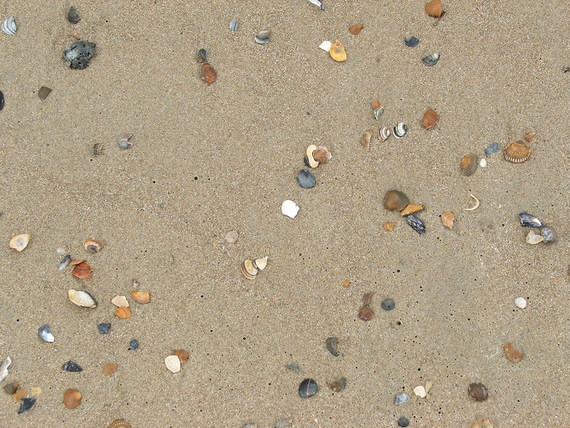 Sand-and-shells Beach background images that you can use for free