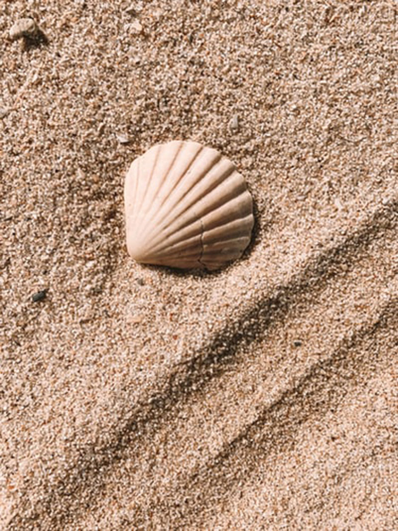 Sand-and-shells1 Beach background images that you can use for free