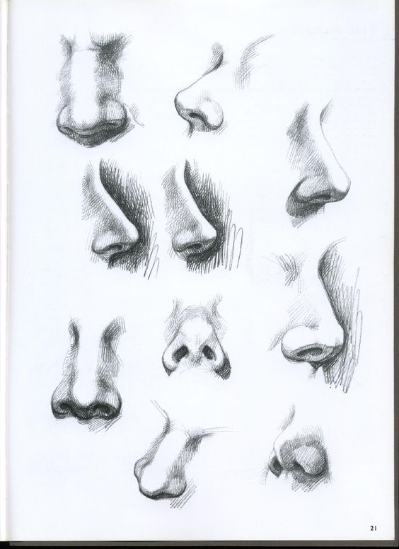drawings of different kinds of noses