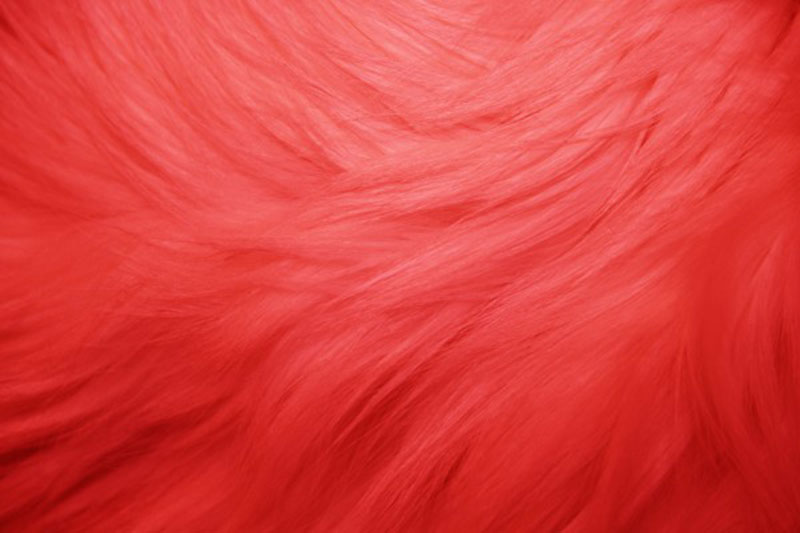 Red-Fur-A-perfect-brush Download a red wallpaper from this awesome selection