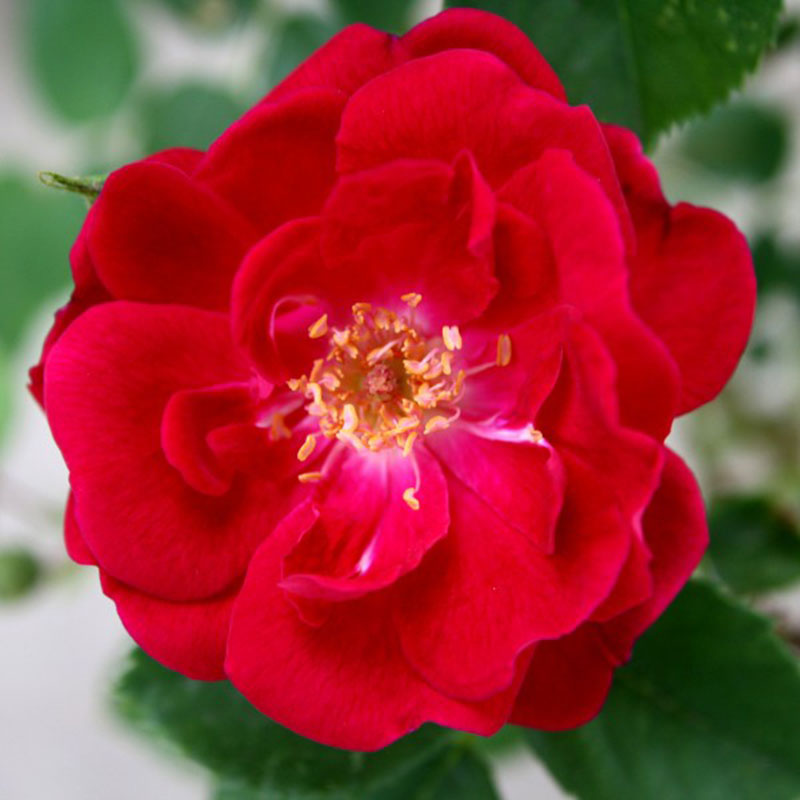 Wild-Red-Rose-The-miracle-of-life Download a red wallpaper from this awesome selection