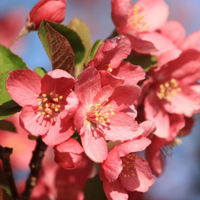 Red-Crabapple-Blossoms-Close-Up-The-arrival-of-spring Download a red wallpaper from this awesome selection